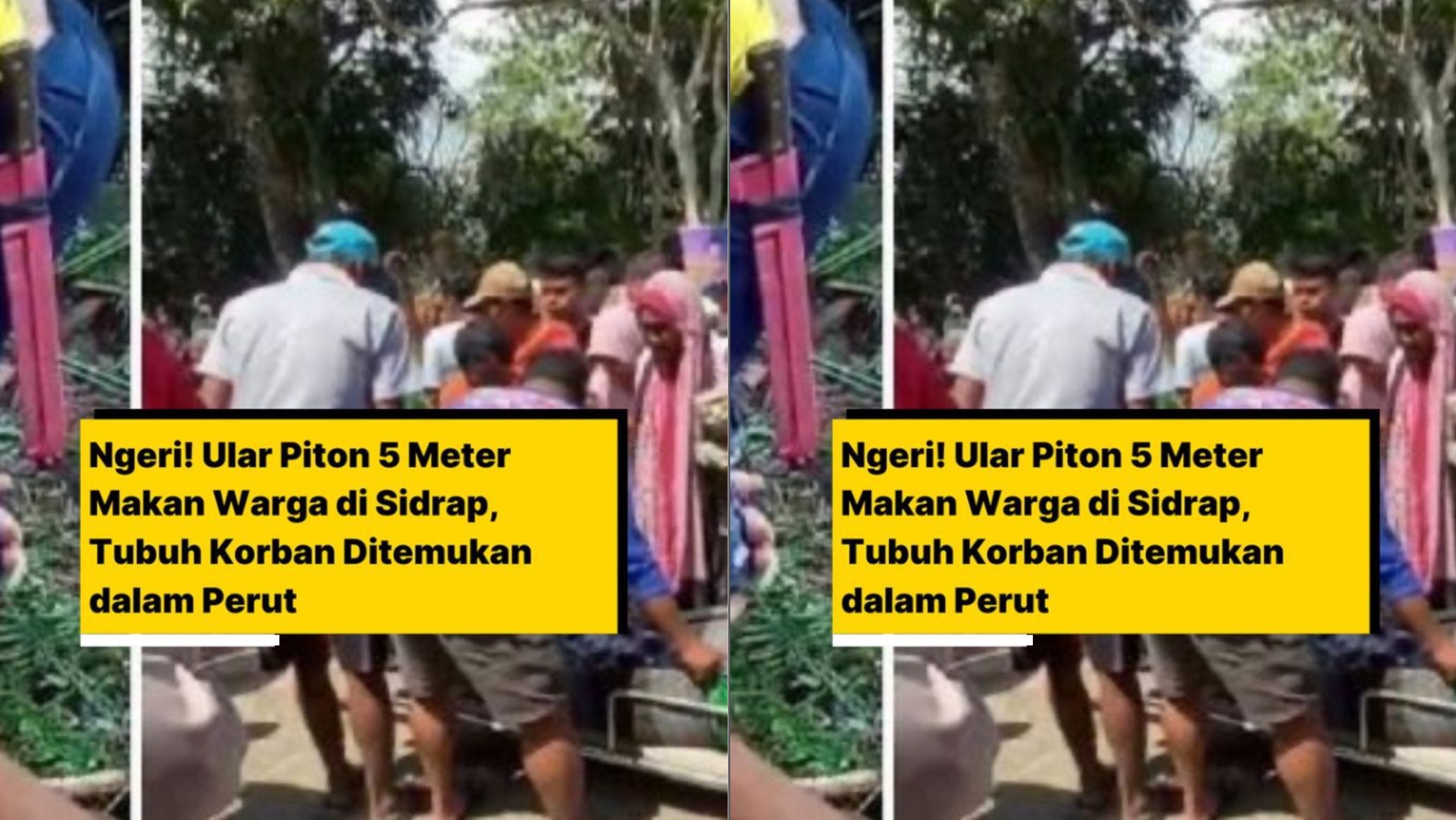 Wanita Ditelan Ular Piton 8 Meter di Luwu Sulsel <b>(Instagram)</b>