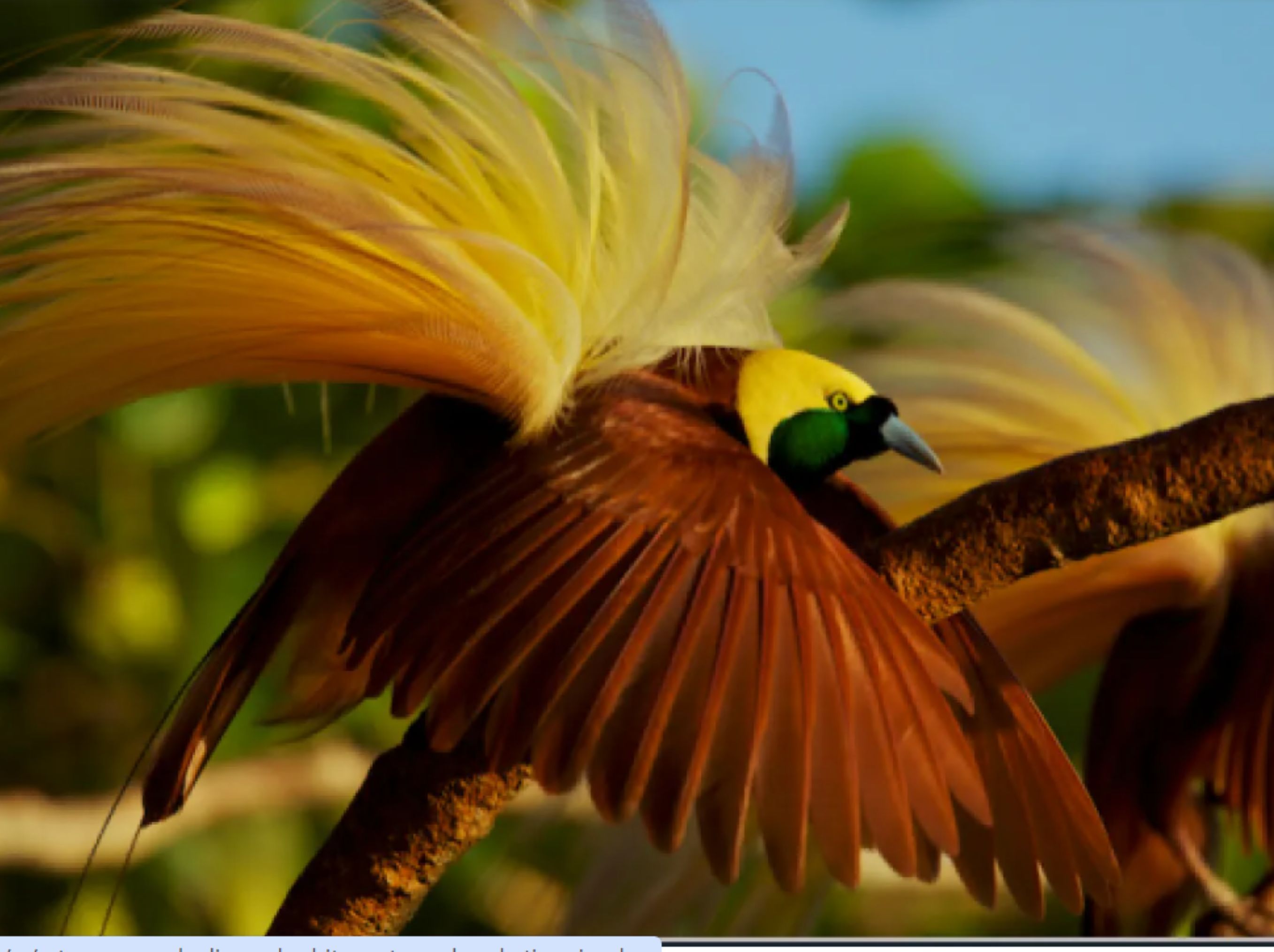 Burung Cenderawasih <b>(wwf.org)</b>