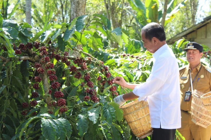 Presiden Jokowi panen kopi di Lampung Barat