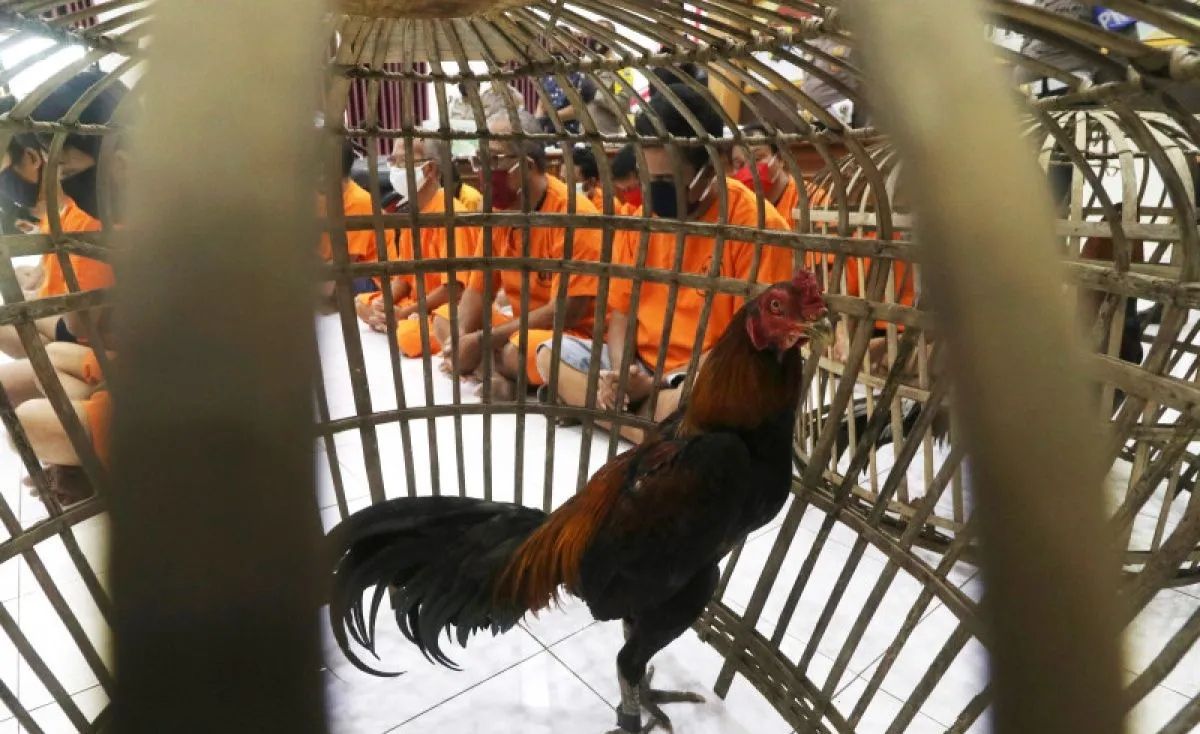 Ilustrasi judi sabung ayam. (Antara) 