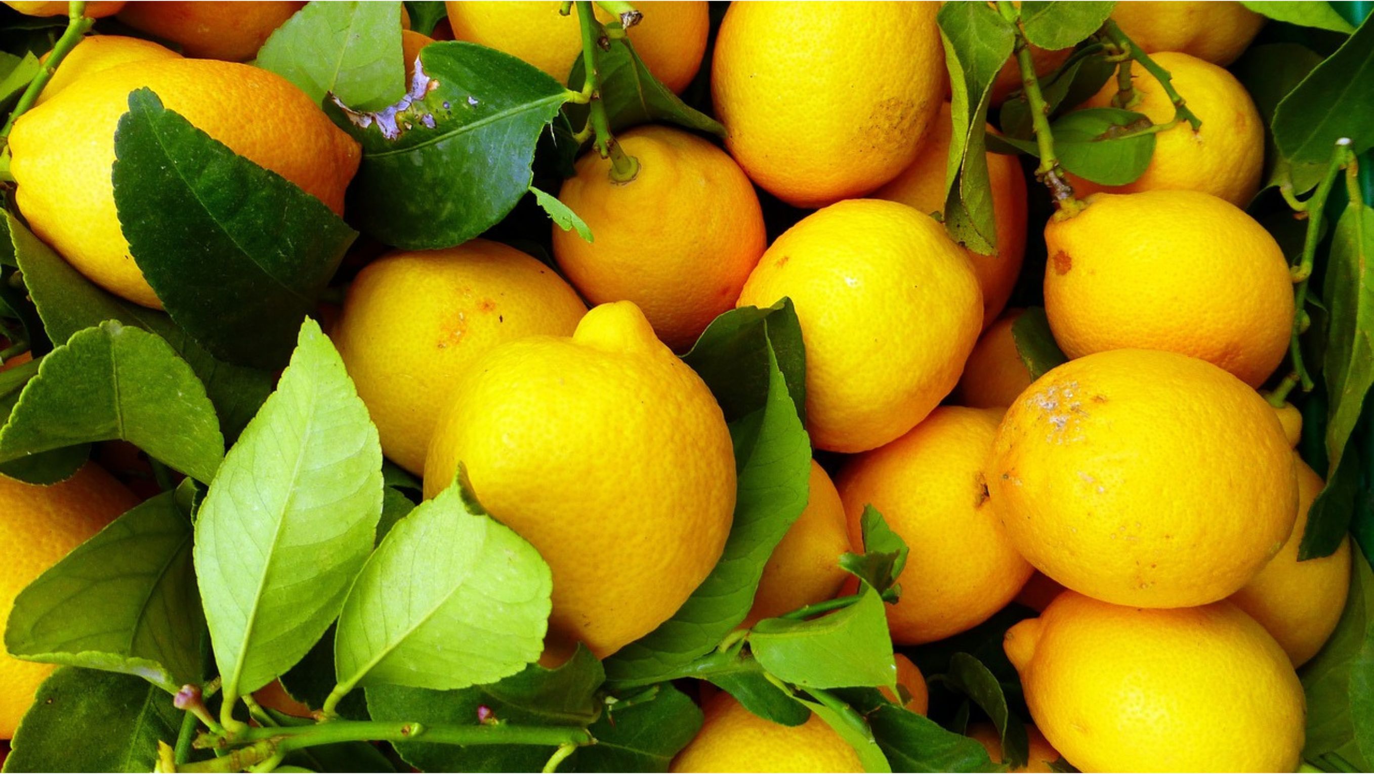 Ilustrasi Lemon <b>(Pixabay)</b>