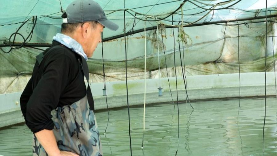 peternak ikan menatap kolamnya yang kosong di Goheung <b>(Antara/ HO-Yonhap)</b>