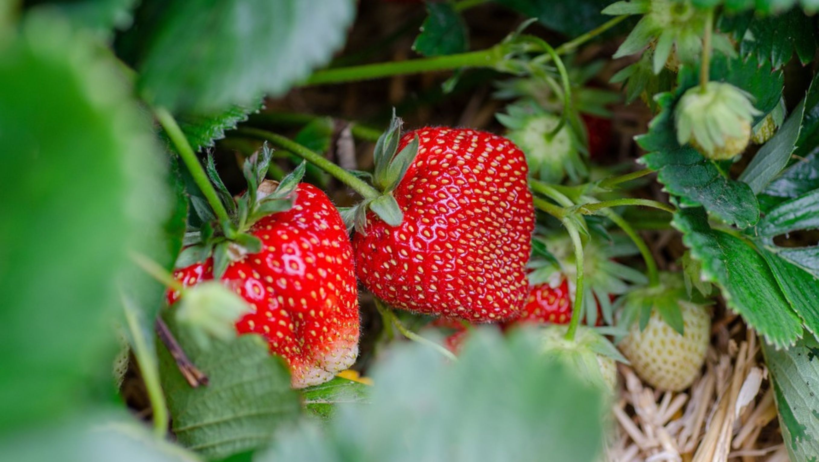 Ilustrasi Strawberry <b>(Pixabay)</b>