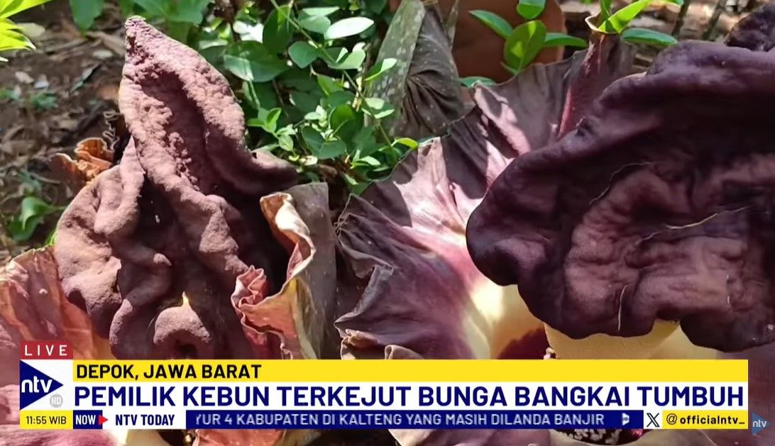 Bunga bangkai atau bernama latin Amorphophallus titanium (Becc.) Becc. termasuk keluarga Araceae (talas-talasan) dan merupakan tanaman asli Indonesia, endemik dari Sumatera.