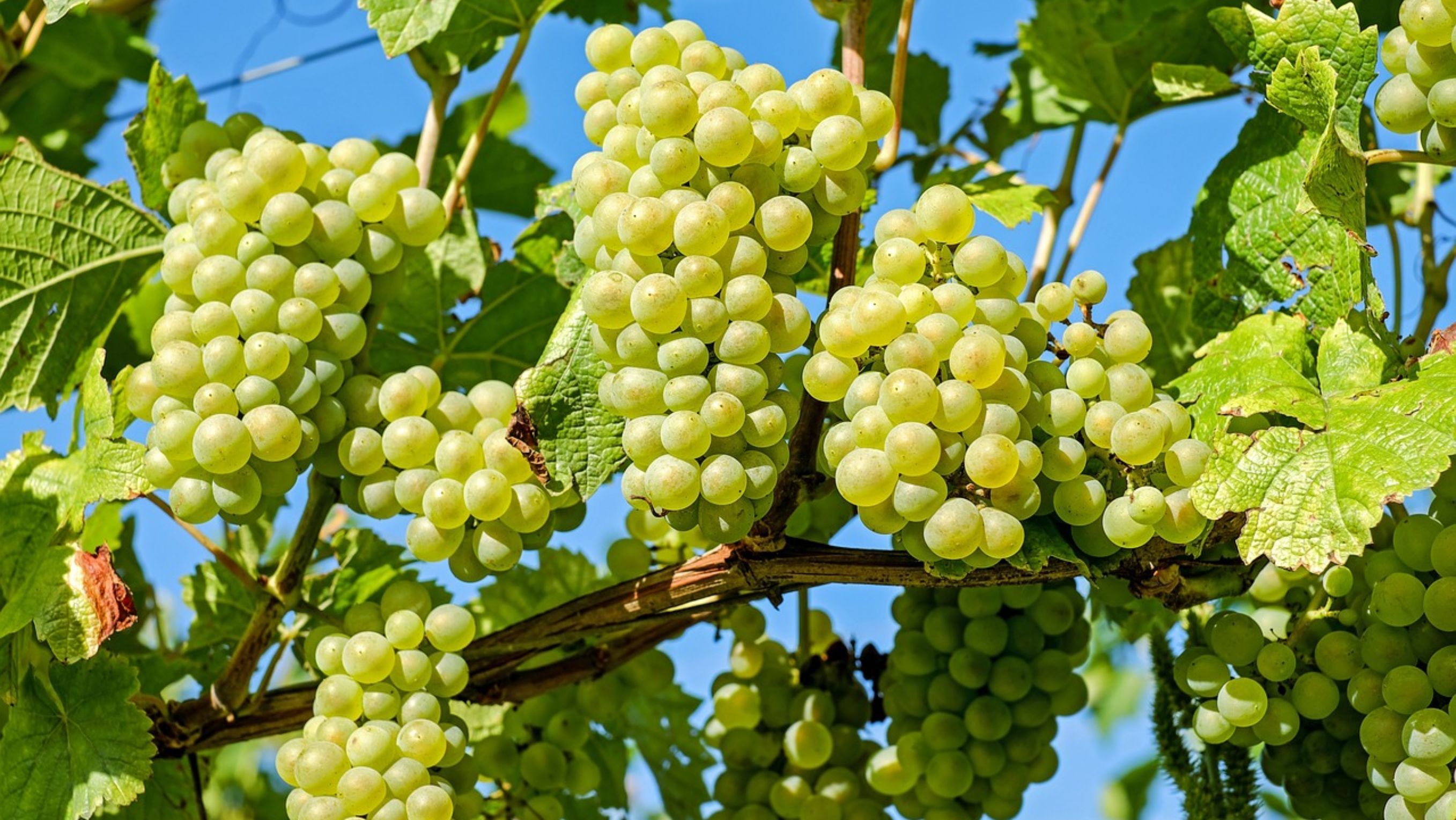 Anggur Shine Muscat <b>(Pixabay)</b>