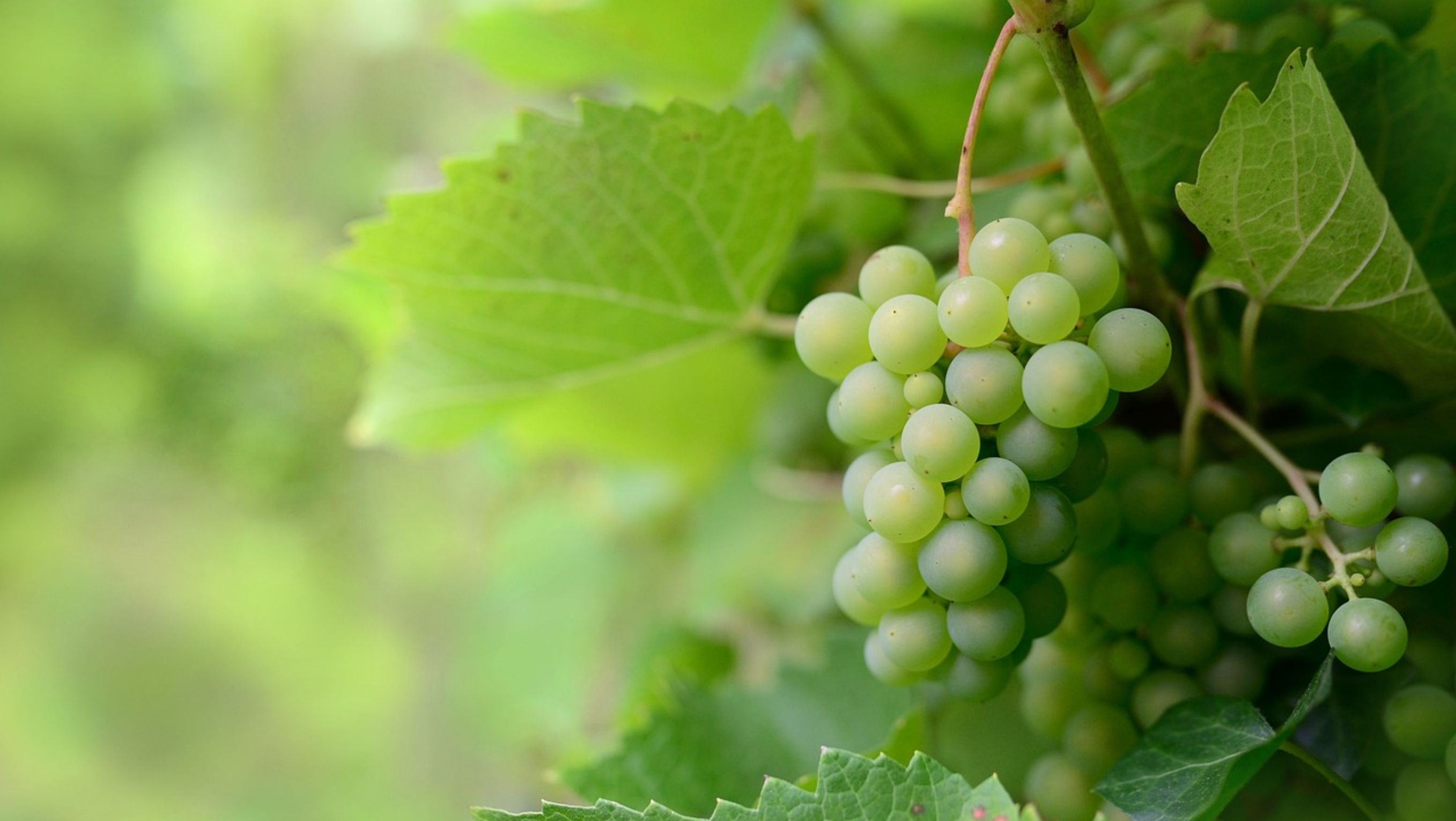 Anggur Shine Muscat <b>(Pixabay)</b>