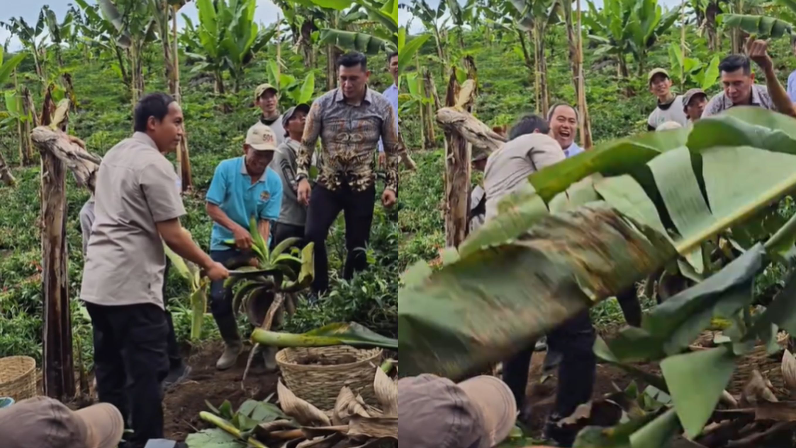 Menhut Raja Juli Antoni Hampir Ketiban Pohon Pisang <b>(TikTok)</b>