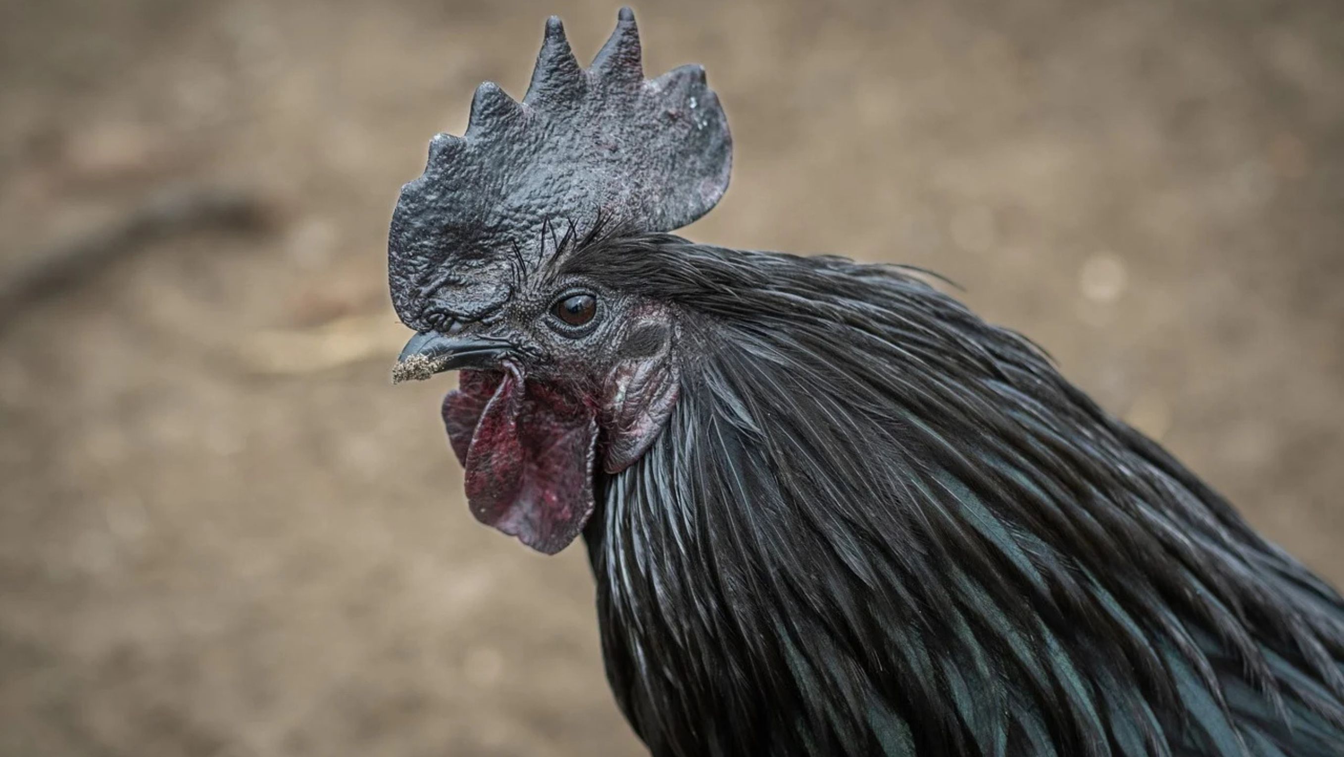 Ayam Cemani atau Camani <b>(Pixabay)</b>