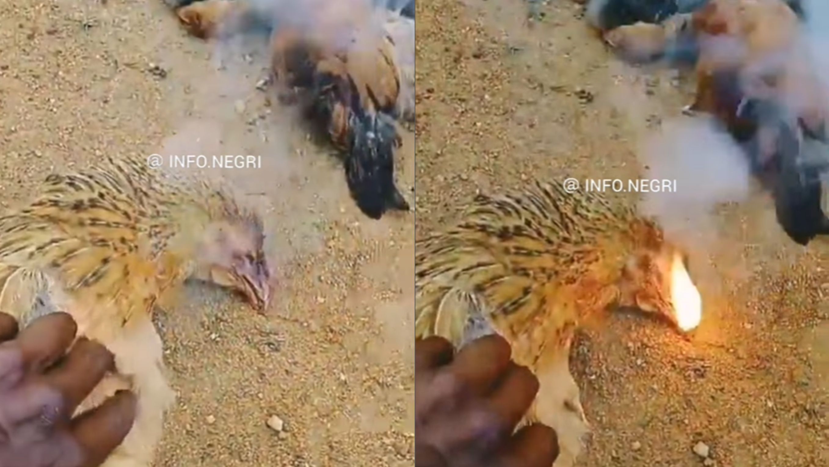 Ayam Semburkan Api <b>(Instagram)</b>