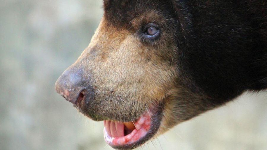 Ilustrasi beruang madu <b>(ragunanzoo.jakarta)</b>