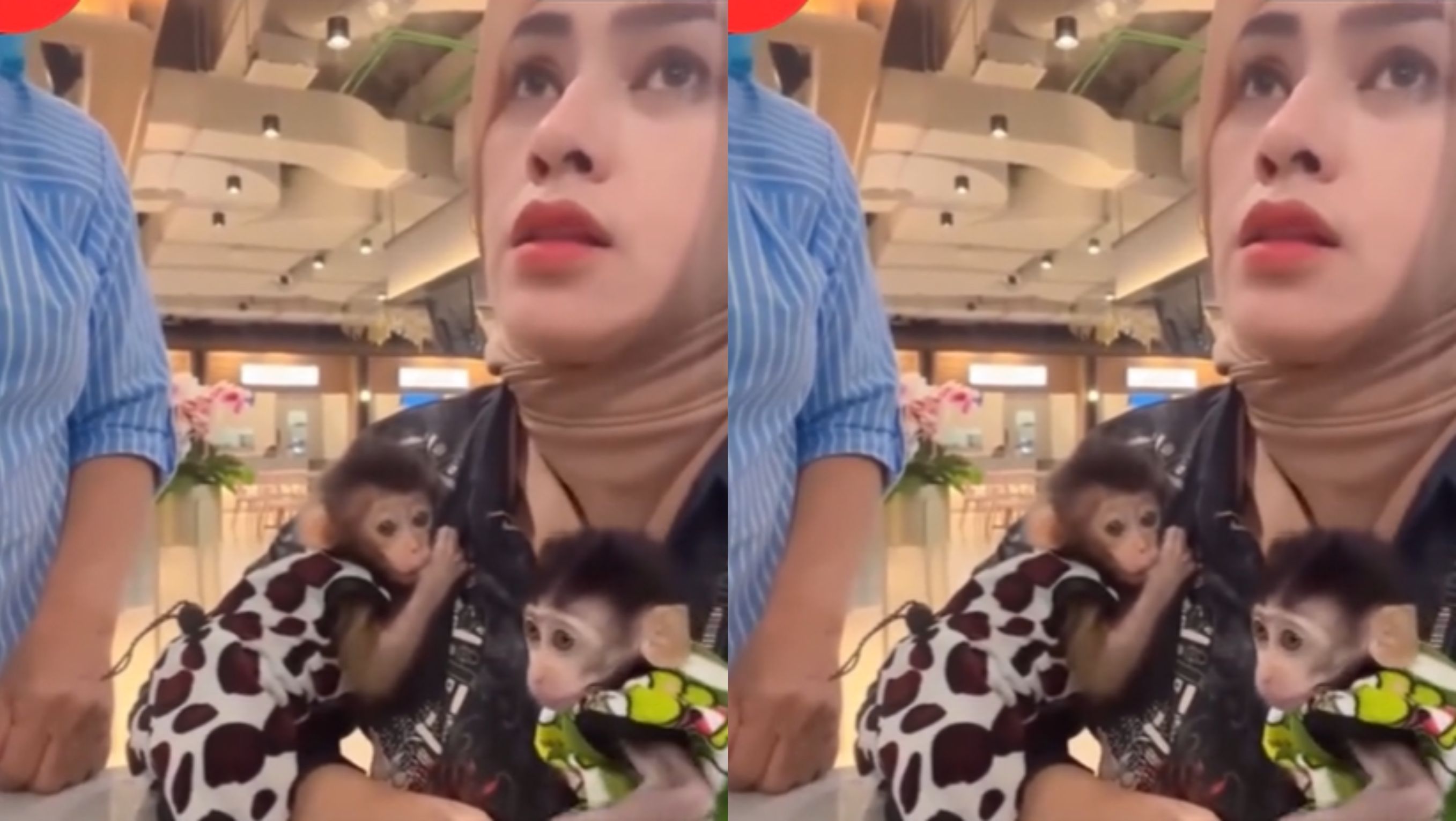 Pengunjung Bawa Anak Monyet ke Mall <b>(TikTok)</b>