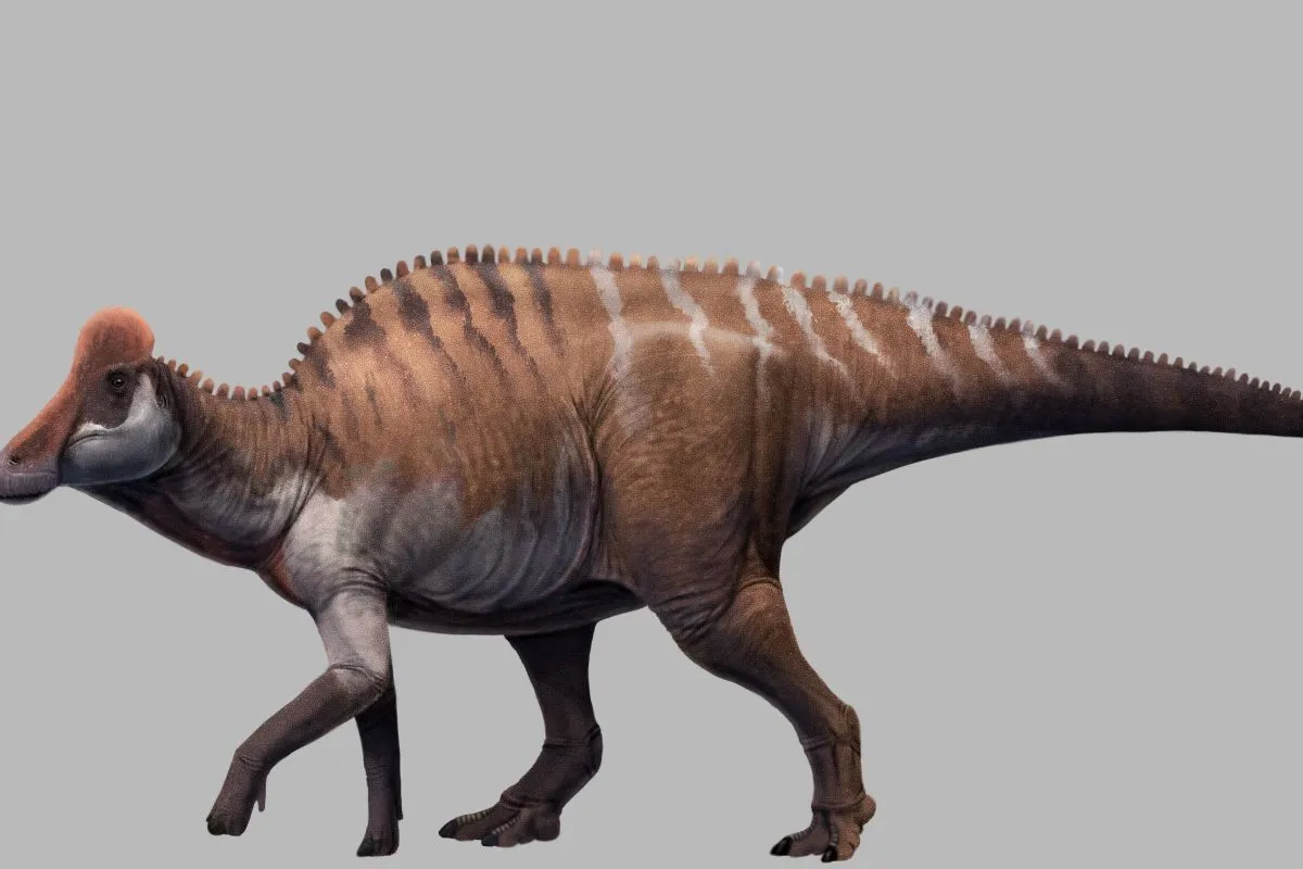 Gambar yang disediakan oleh Xing Lida, ahli paleontologi di China University of Geosciences (Beijing), menunjukkan gambar restorasi dinosaurus berdasarkan fosil kerangka yang ditemukan di Kota Sihui, Provinsi Guangdong, China selatan. <b>(Antara)</b>
