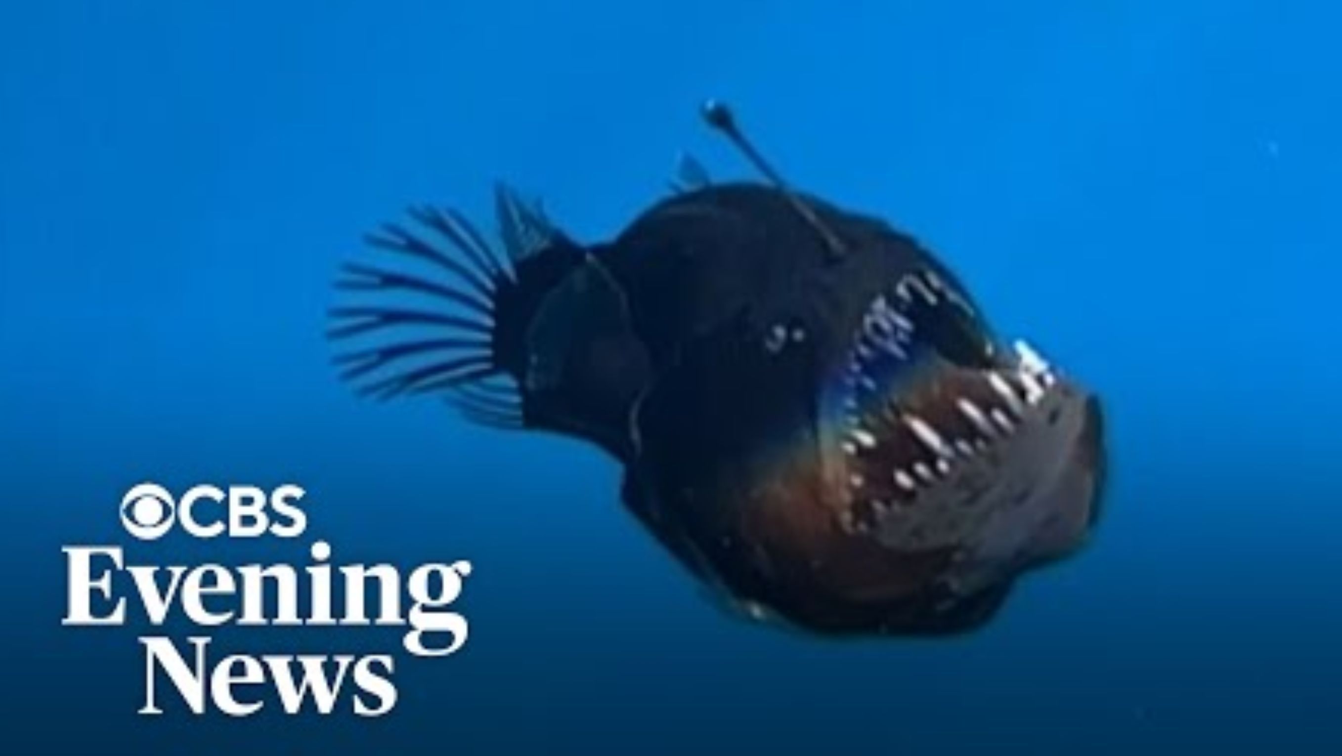 Ikan Anglerfish <b>(CBS News)</b>