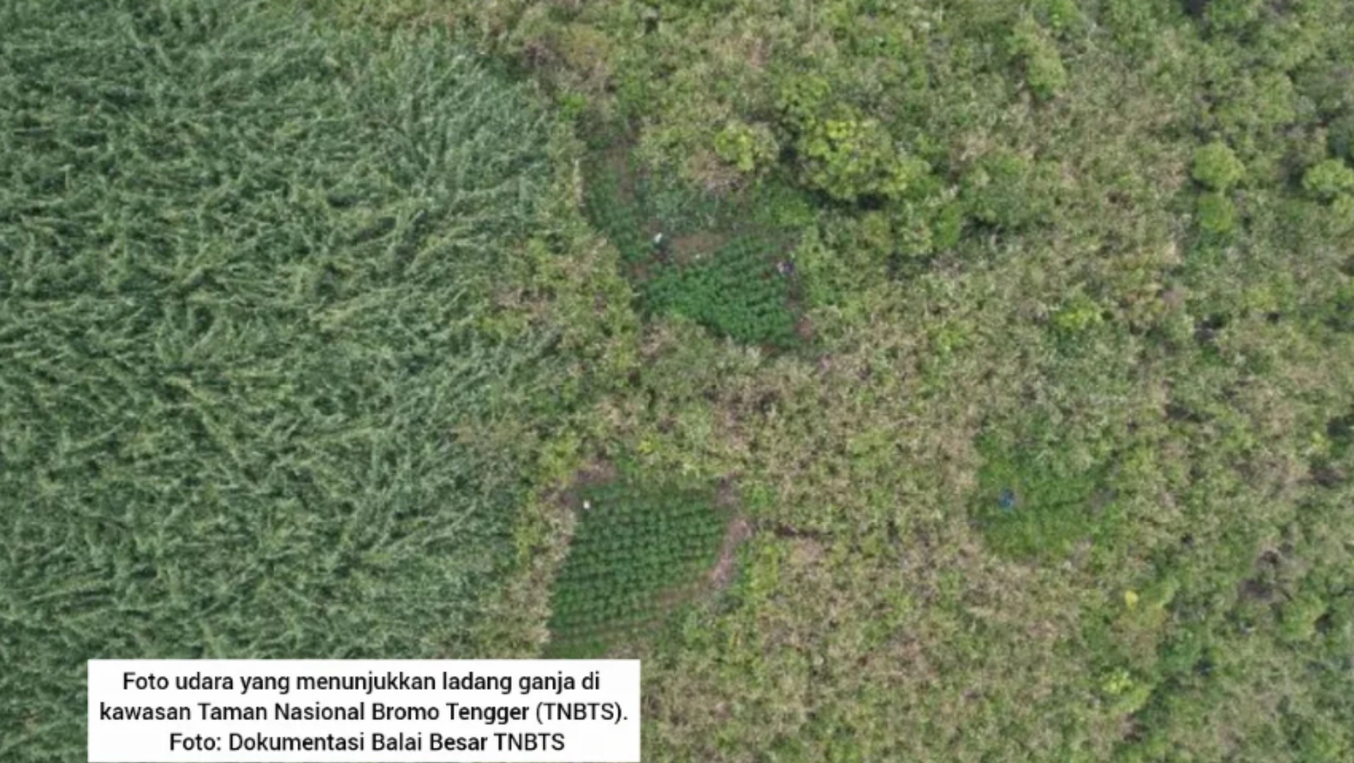 Ladang Ganja di Kawasan Bromo Tengger Semeru <b>(Instagram)</b>