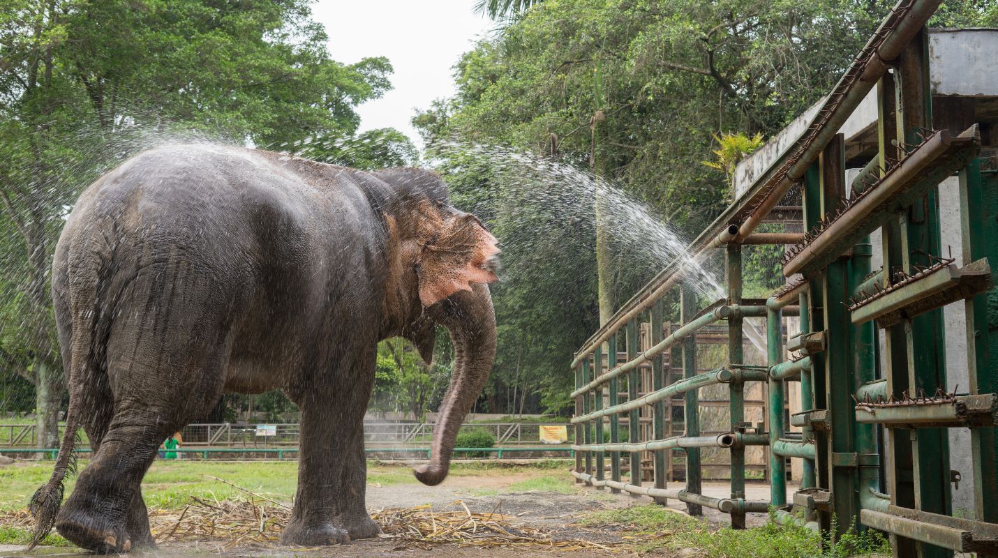 Taman Margasatwa Ragunan menjadi salah satu destinasi wisata masyarakat yang ingin menikmati liburan di Jakarta saat libur Lebaran 2025.