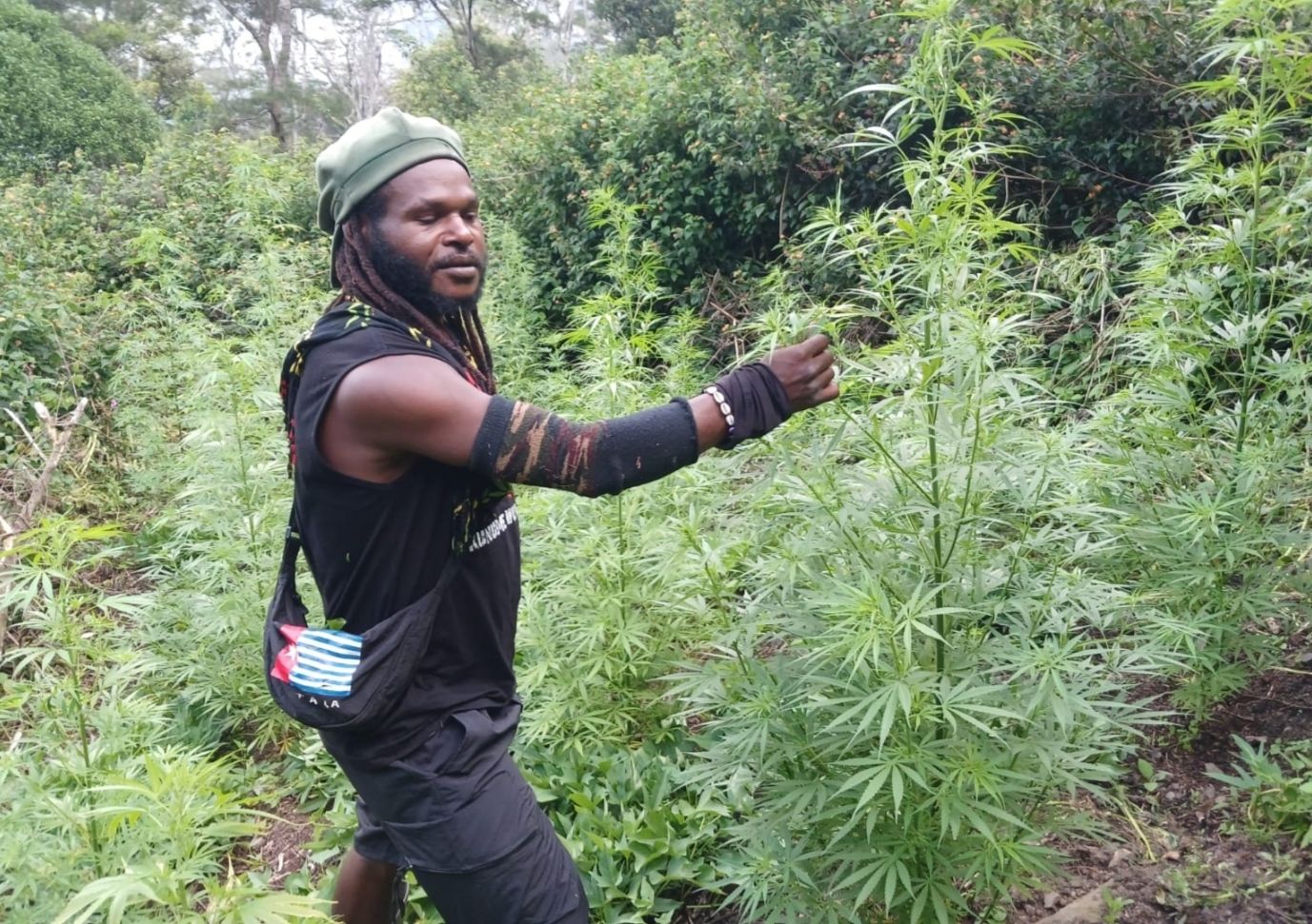 Pimpinan KKB Egianus Kogoya di kebun ganja miliknya. 