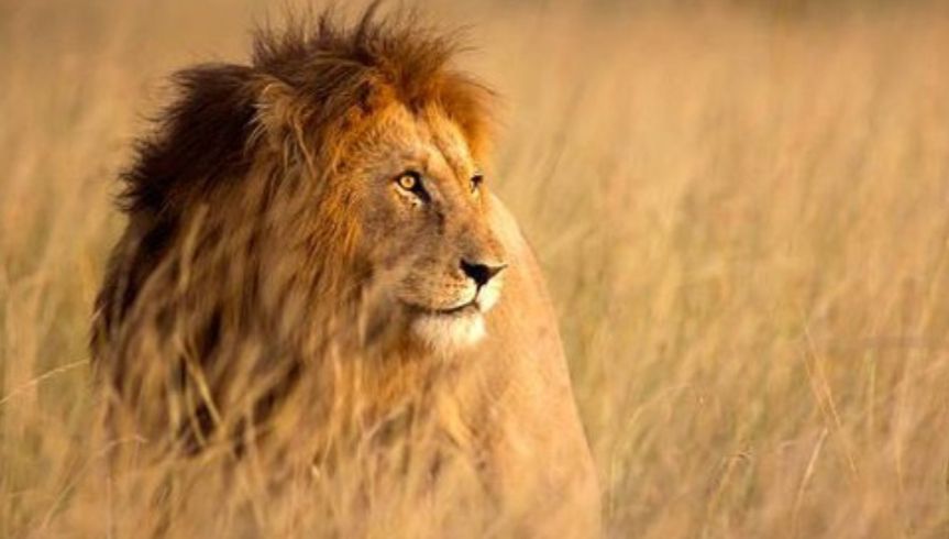 Singa  <b>(Getty Images )</b>