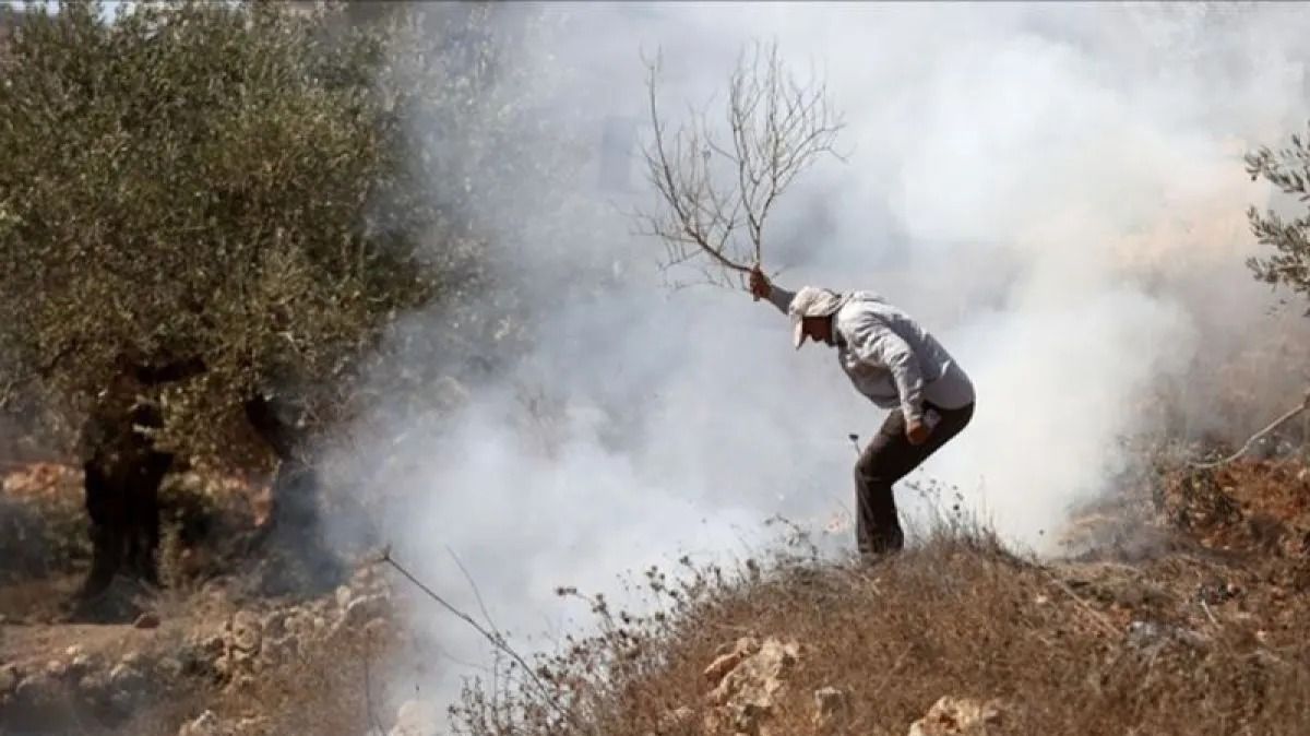 Ilustrasi serangan tentara Israel di kebun zaitun warga Palestina. ANTARA/Anadolu/py <b>(Antara)</b>