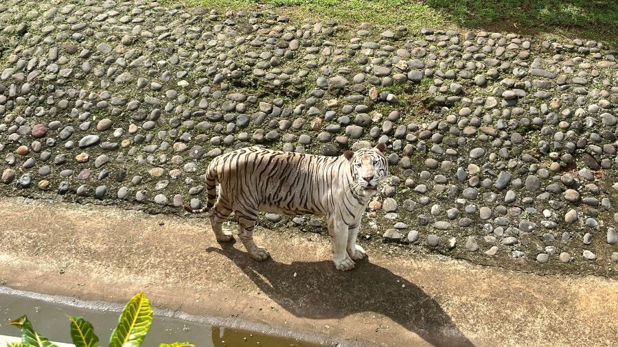 Harimau Benggala bernama Raja milik Pramono Anung yang dititipkan di Taman Margasatwa Ragunan, Jakarta Selatan. <b>(NTVNews.id/ Adiansyah)</b>