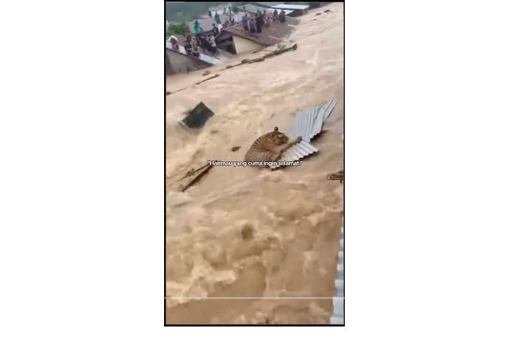 Unggahan video yang menarasikan harimau terbawa arus banjir Sibolga, Sumatera. Faktanya, video tersebut merupakan hasil AI. (TikTok) <b>(Antara)</b>