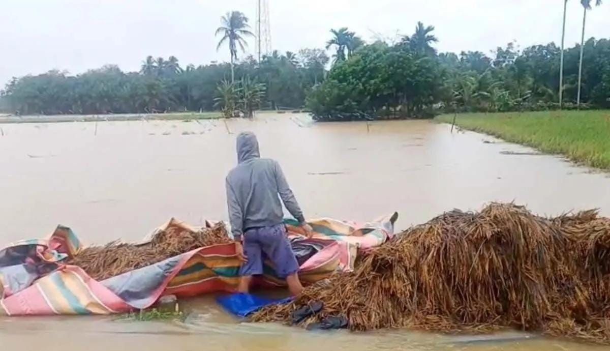 Petani menata tumpukan padi di sawah akibat terendam banjir di Kabupaten Aceh Timur, Minggu 7 Desember 2025. ANTARA/Hayaturrahmah <b>(Antara)</b>