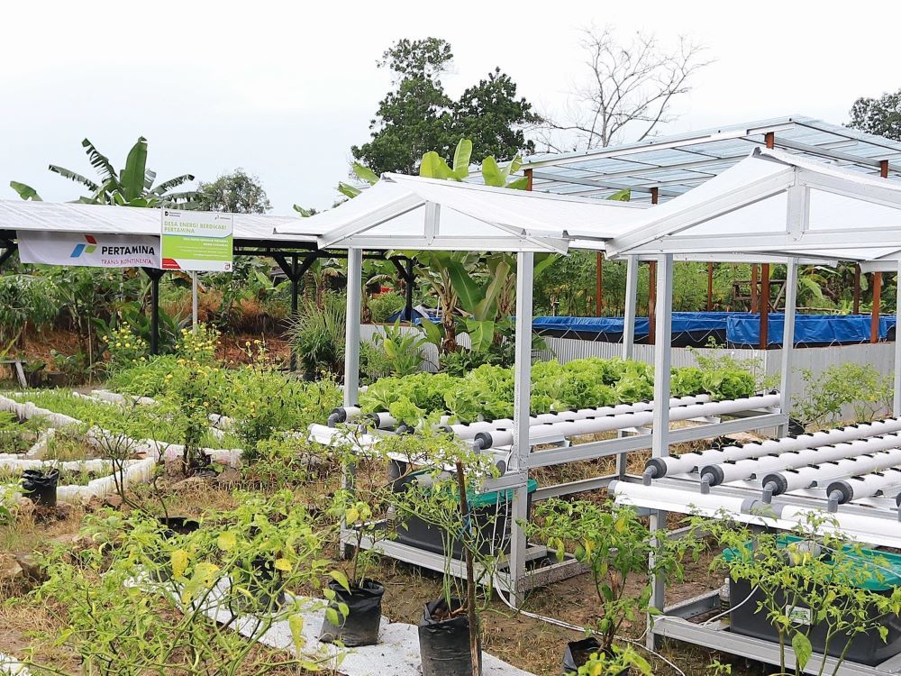 PT Pertamina Trans Kontinental (PTK) terus memperkuat komitmennya dalam menghadirkan dampak sosial dan ekonomi yang berkelanjutan melalui implementasi Desa Energi Berdikari (DEB) Tahap II Wisata Kariangau di Kelurahan Kariangau, Kecamatan Balikpapan Barat, Kota Balikpapan (Istimewa) 