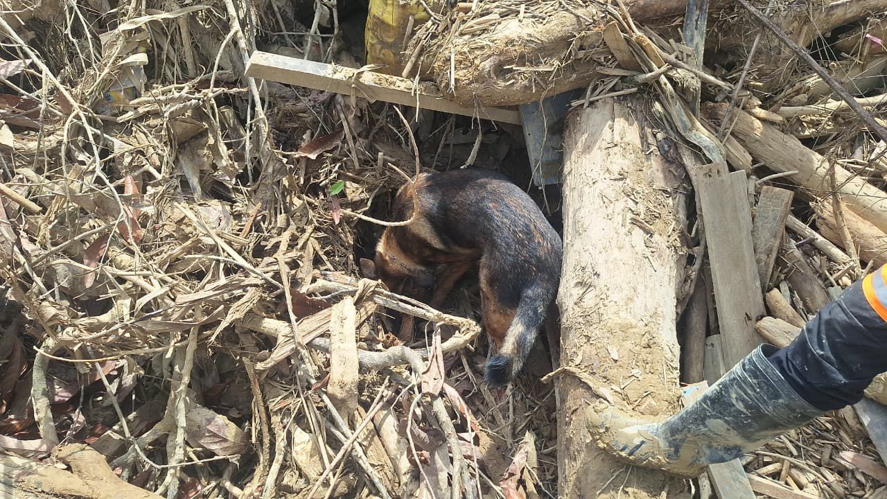 Anjing pelacak Polri menemukan jenazah korban bencana di Aceh Tamiang. 