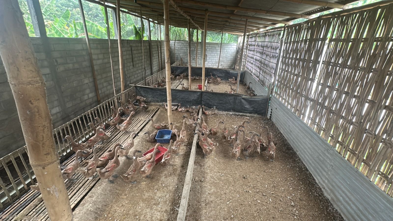  Yayak Surayak tak pernah mengira, jika usaha beternak itik dan membuat telur asin yang dilakukannya ternyata bisa mensejahterakan keluarga dan warga sekitar. <b>(dok)</b>