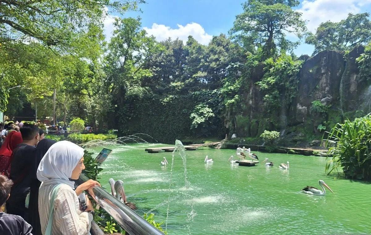 Sejumlah pengunjung melihat satwa pelikan di Taman Margasatwa Ragunan. <b>(Antara)</b>