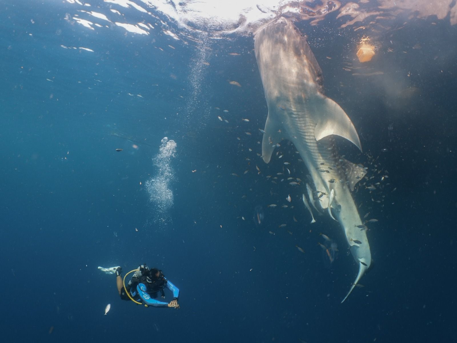 PT Pertamina International Shipping (PIS) berhasil menandai (tagging) 4 ekor hiu paus (Rhincodon typus) untuk upaya konservasi populasi hiu paus di perairan Kepulauan Derawan, Kalimantan Timur. <b>(PT Pertamina International Shipping (PIS) )</b>