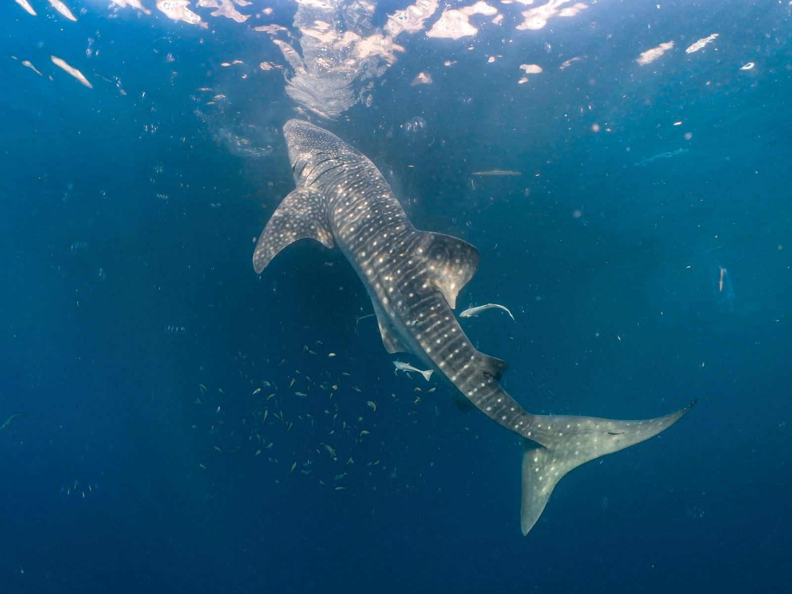 Hiu paus (Rhincodon typus) di perairan Kepulauan Derawan, Kalimantan Timur. <b>(PT Pertamina International Shipping (PIS) )</b>