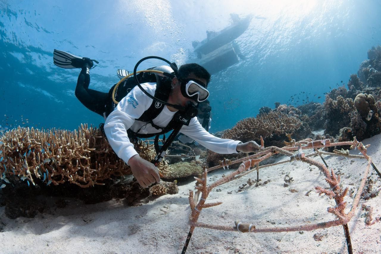 Seorang penyelam sedang menyelam ke laut  <b>(istimewa)</b>