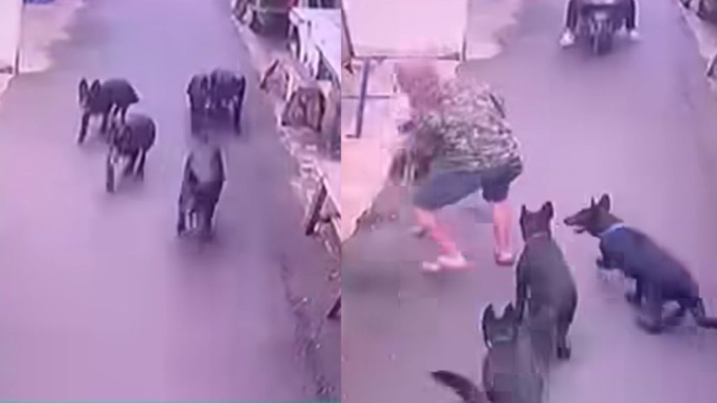 Rekaman 2 bocah diserang 5 ekor anjing  <b>(Instagram)</b>