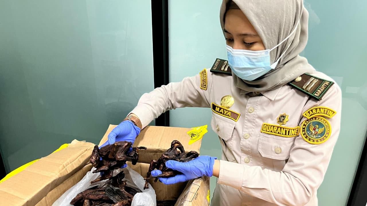 Penyelundupan daging kelelawar yang berhasil digagalkan di PLBN Aruk. 