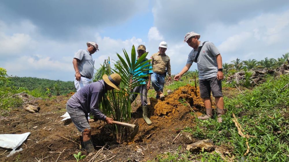 Para petani bermitra dengan PT Kresna Duta Agroindo (KDA), dalam Program Peremajaan Sawit Rakyat (PSR) skema Sarana Produksi/Saprodi. (Istimewa)