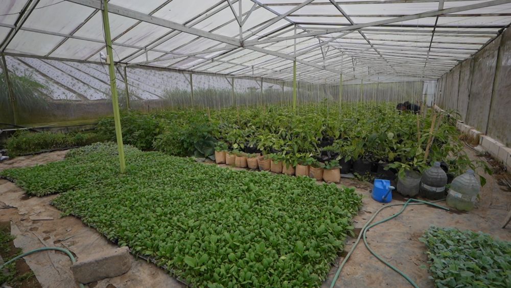 Budi baru menyuplai kebutuhan untuk satu dapur MBG, yakni SPPG Podo Moro di Gebyog. (Foto: Dok/Istimewa/Bakom RI) 