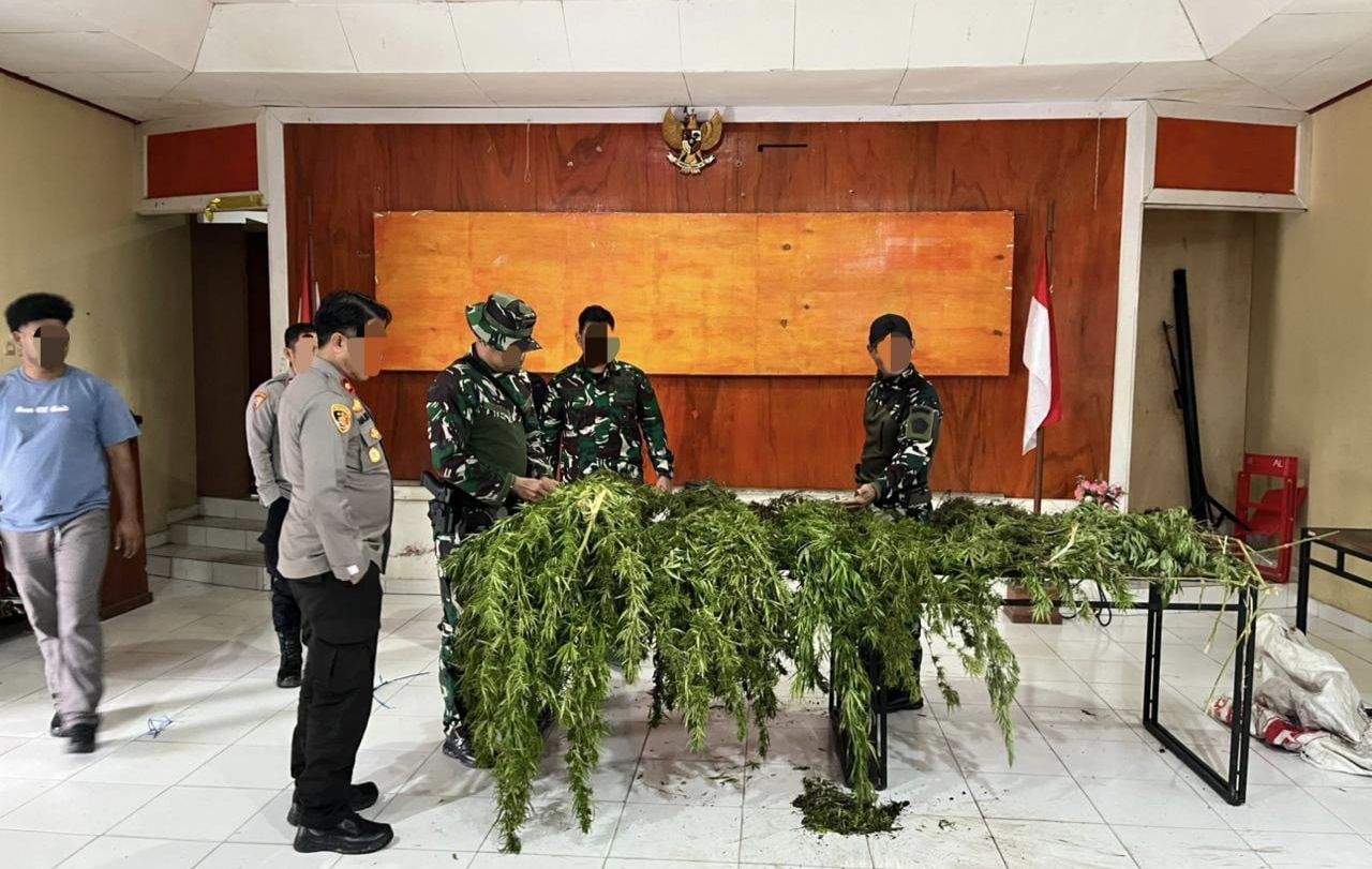 Ganja yang ditemukan di kawasan Pegunungan Bintang, Papua Pegunungan. 