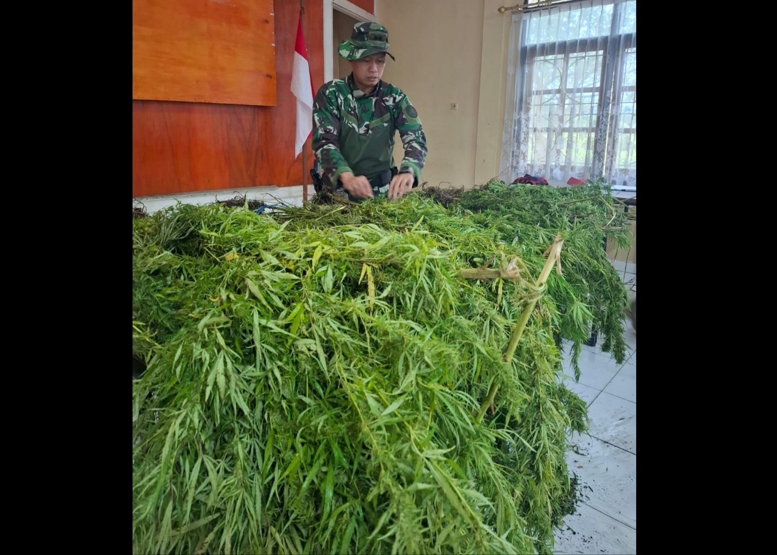 Prajurit TNI berhasil menggagalkan peredaran ganja di Provinsi Papua Pegunungan. 