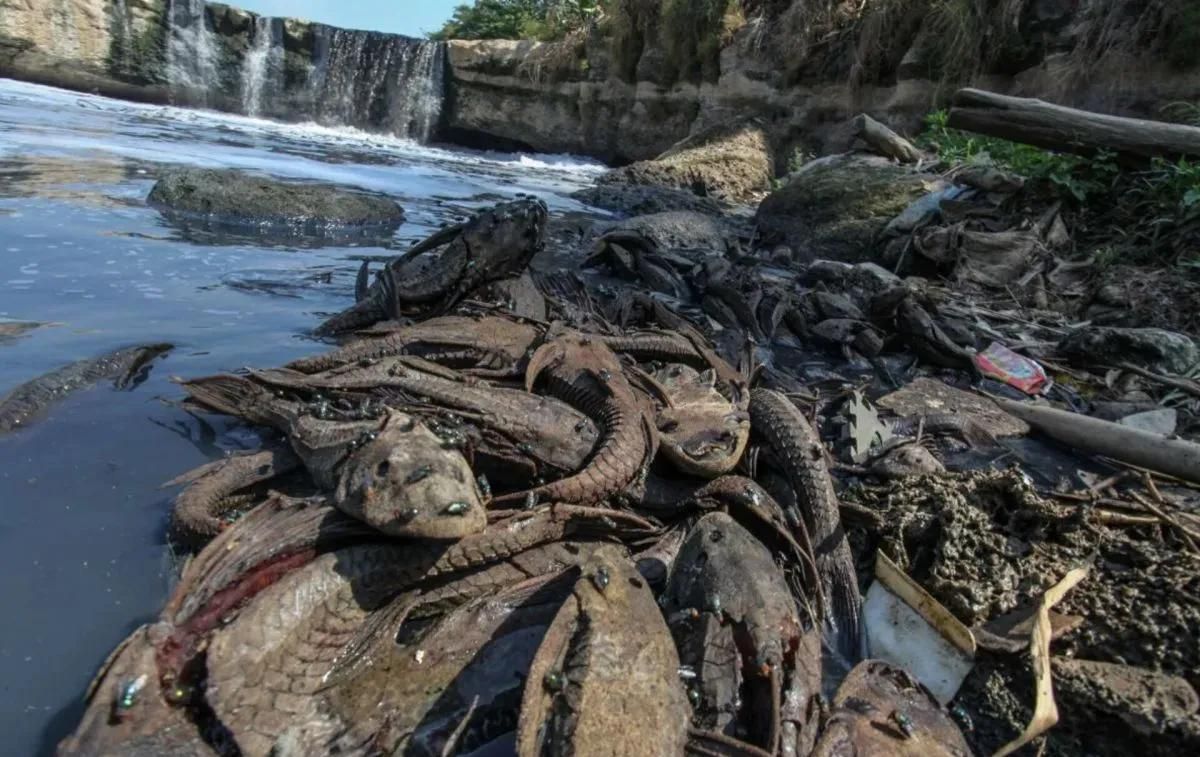 Bangkai ikan sapu-sapu <b>(Antara)</b>