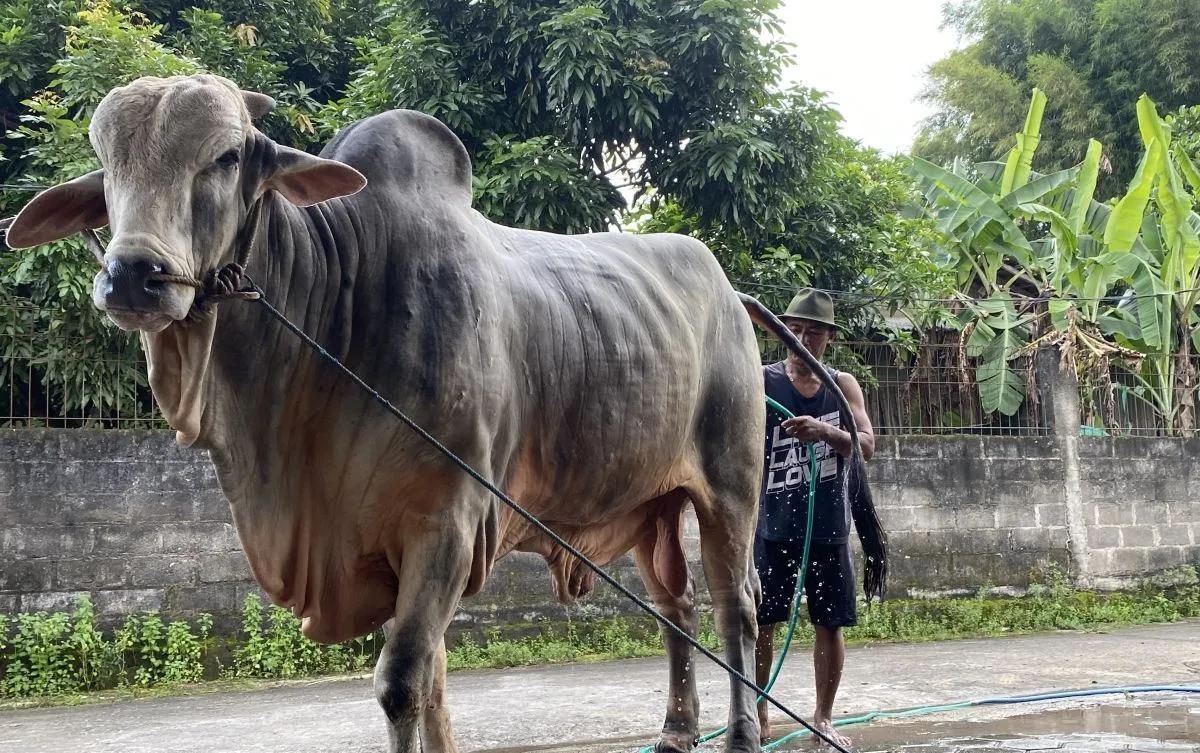 Peternak sapi asal Bantul Sarjono (51) sedang memandikan sapinya yang terpilih jadi hewan kurban Presiden Prabowo di Jati Wonokromo, Bantul, Minggu 17 Mei 2026. (ANTARA/Agung Dwi Prakoso) <b>(Antara)</b>