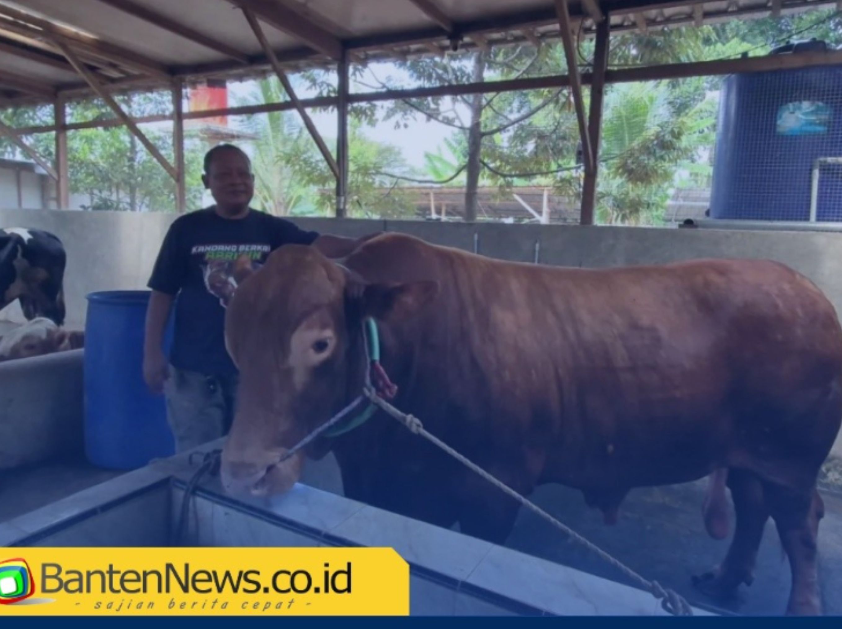 Seekor sapi limosin raksasa milik peternak lokal Kota Serang lolos seleksi hewan kurban bantuan kemasyarakatan (BANAS) Presiden RI Prabowo Subianto. <b>(bantennews)</b>