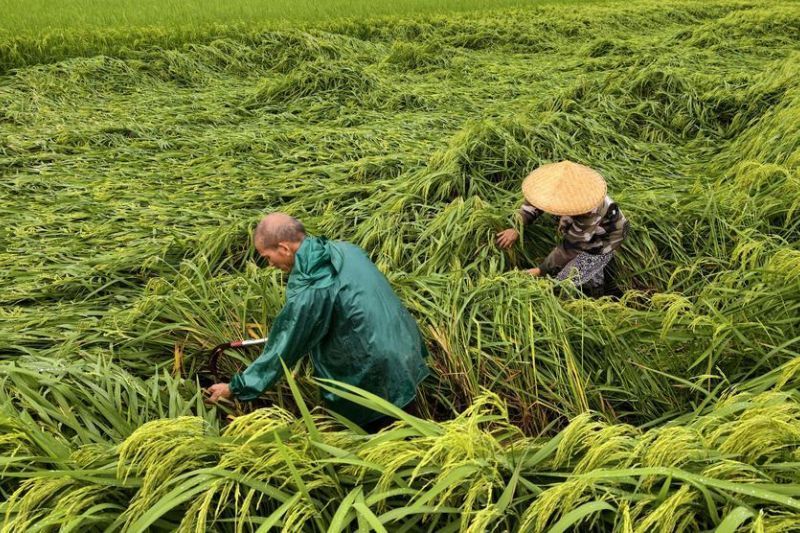 Para petani meluruskan dan mengikat tanaman padi awal musim yang roboh akibat angin kencang di wilayah Xincheng, Laibin, Daerah Otonom Etnis Zhuang Guangxi, China, pada Sabtu, 4 Juli 2026. (Xinhua/Fan Shaoguang) <b>(Antara)</b>