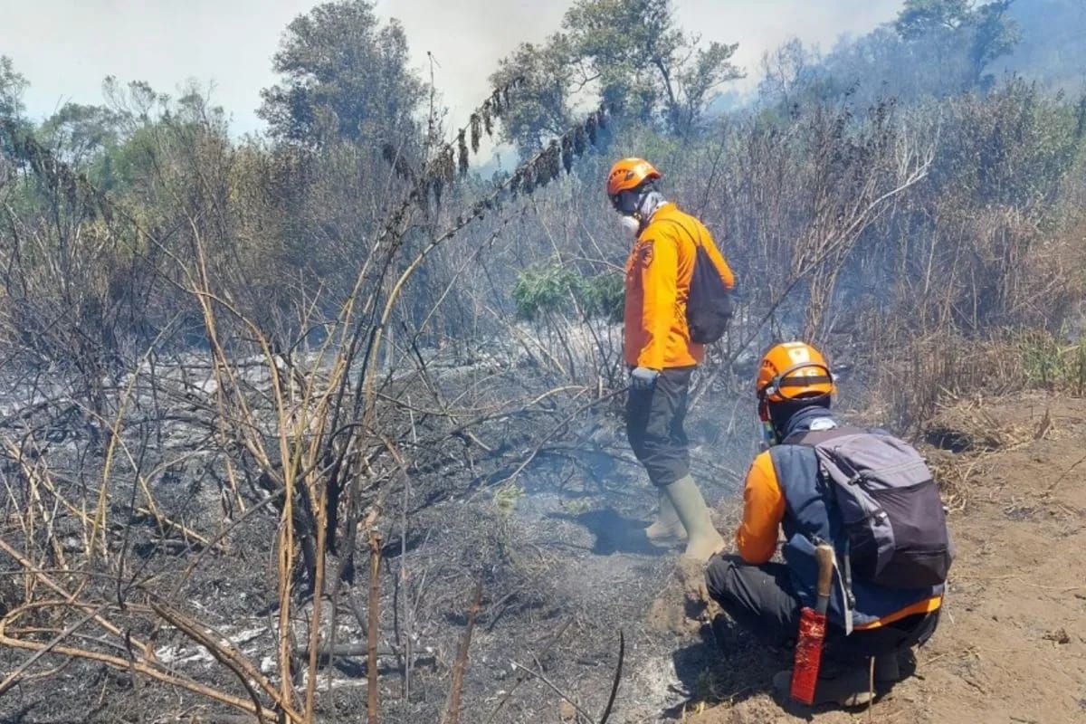 Petugas tangani karhutla Gunung Semeru yang juga belum padam hingga Kamis, 3 September 2026 <b>(Antara)</b>