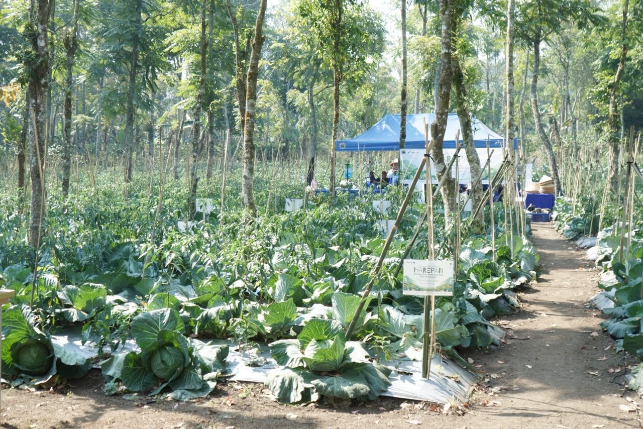 Hari Tani Nasional, Dari Energi Terbarukan, Tumbuh Pangan dan Kemandirian Petani.