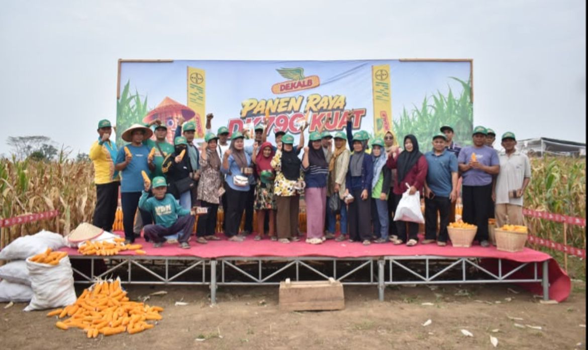 Panen DEKALB DK79C Kuat di kabupaten Lampung Tengah, Pesawaran Lampung, Wonogiri, dan Tuban menunjukkan potensi hasil panen 10-15 persen lebih tinggi dibandingkan musim tanam pada umumnya meskipun menghadapi ancaman El Ni&ntilde;o <b>(Istimewa)</b>