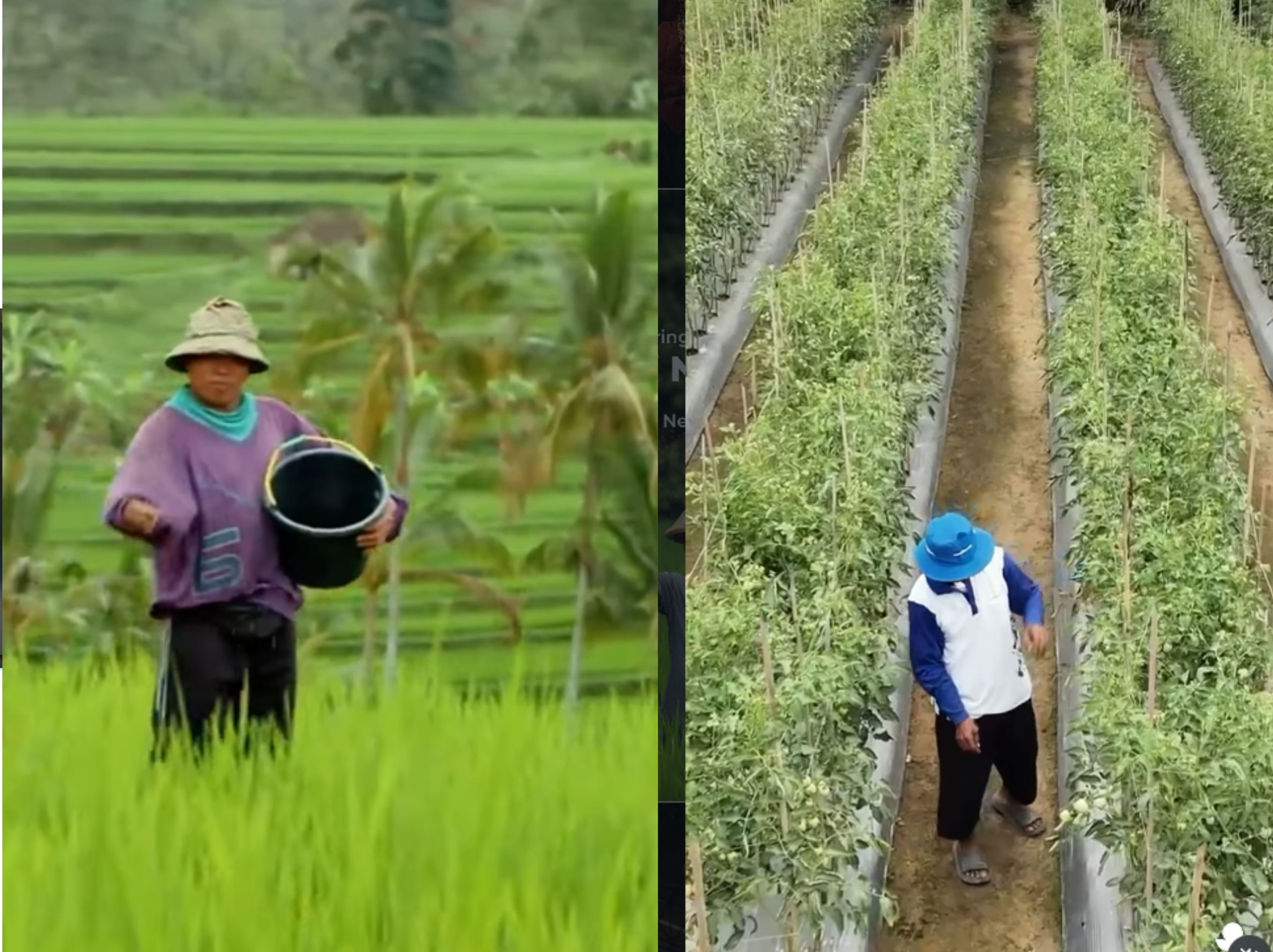 Ilustrasi Petani <b>(IG PUPUK KALTIM)</b>