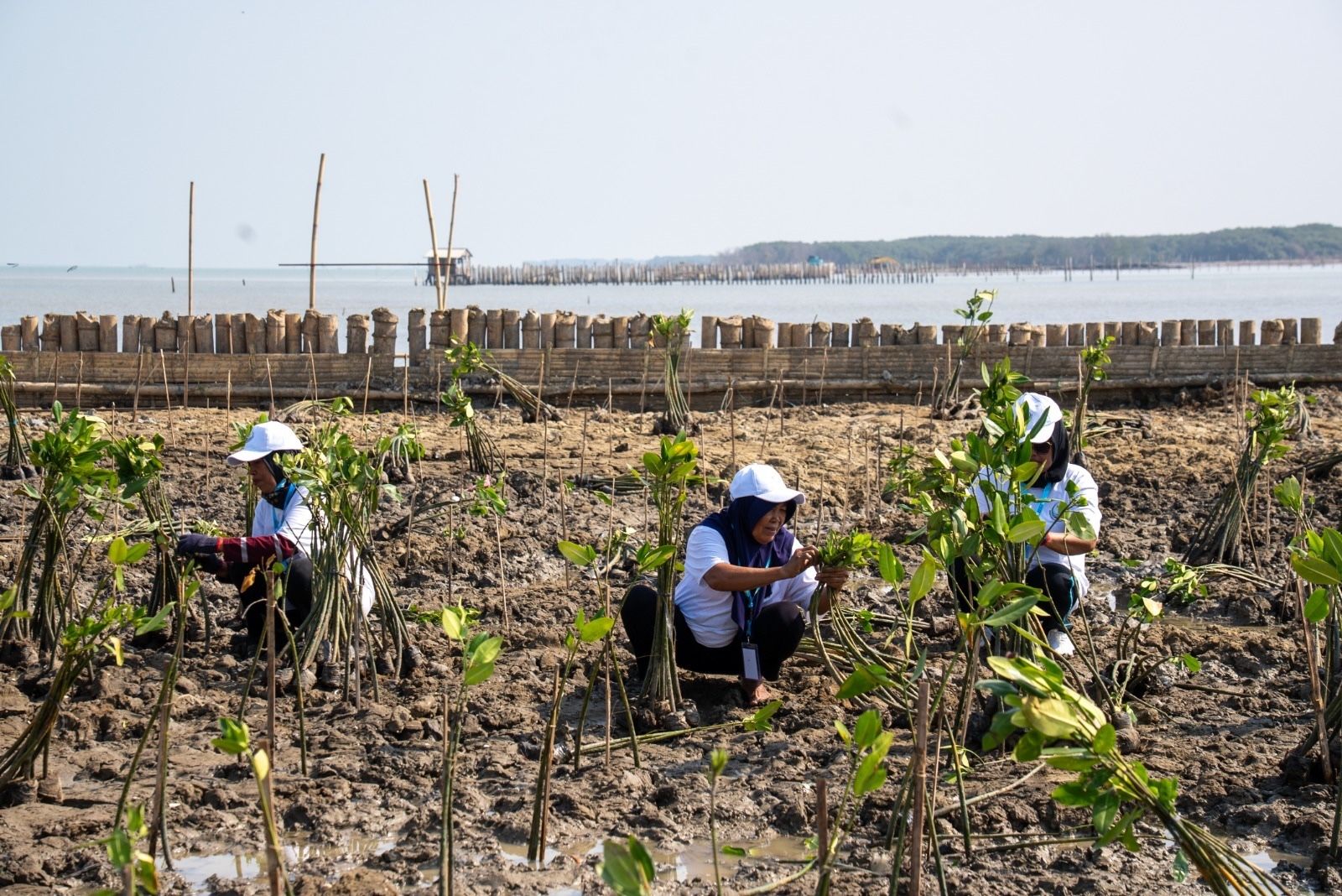 BRI Tanam 30 Ribu Bibit Mangrove dan Manfaatkan Sampah Jadi Pemecah Ombak Melalui Program BRI Peduli <b>(BRI)</b>