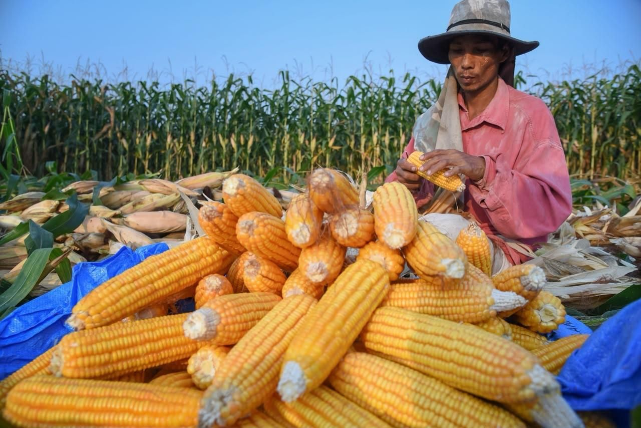 Petani jagung <b>(Kementan)</b>