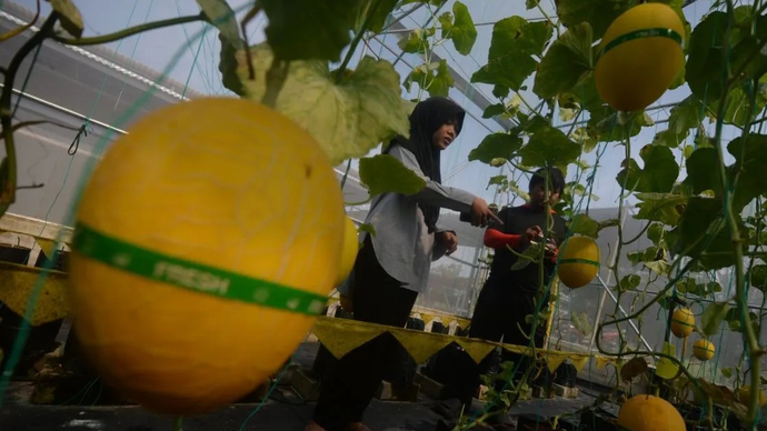 Warga memilih melon hasil pertanian yang akan dipanen di Kebun Berdampak Sidowayah, Polanharjo, Klaten, Jawa Tengah, Selasa (17/3/2026). Program kebun berdampak yang dibangun dari anggaran 20 persen dana desa tersebut dikembangkan oleh Badan Usaha Milik Desa (BUMDes) Sinergi Sidowayah dengan pertanian melon sweet kirin sistem greenhouse yang diharapkan dapat menjadi ketahanan pangan desa dan peningkatan ekonomi warga. ANTARA FOTO/Aloysius Jarot Nugroho.