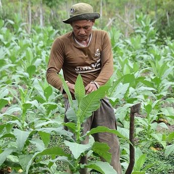 HKTI Minta Pemerintah Tinjau Ulang Aturan Tembakau Demi Lindungi Petani